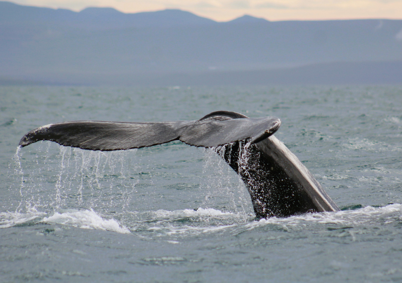 Húsavík baleine