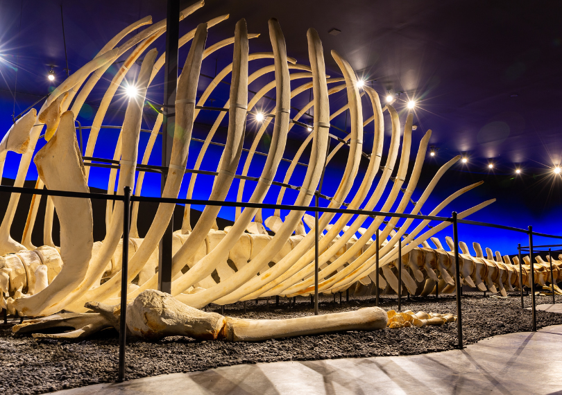 Islande, Húsavík musée baleine